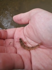 Etheostoma nigrum