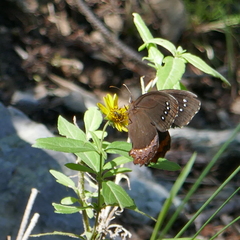 Gyrocheilus patrobas