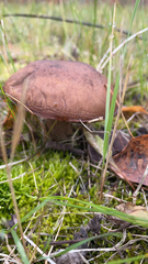 Leccinum scabrum