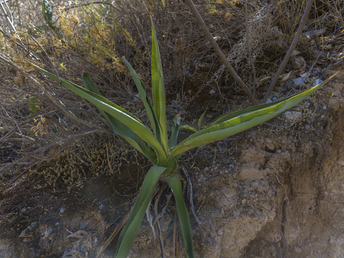 Furcraea occidentalis