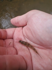 Etheostoma nigrum