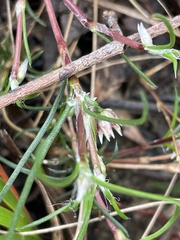 Laxmannia orientalis