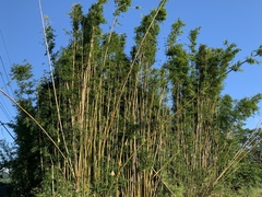Bambusa pachinensis
