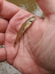 Etheostoma nigrum