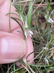 Laxmannia orientalis