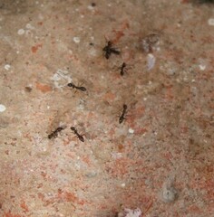 Paratrechina longicornis