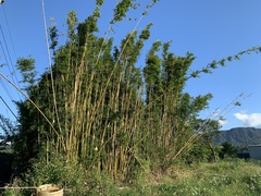Bambusa pachinensis