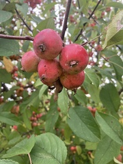 Malus coronaria