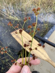 Juncus canadensis
