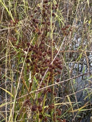 Juncus canadensis