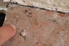 Paratrechina longicornis