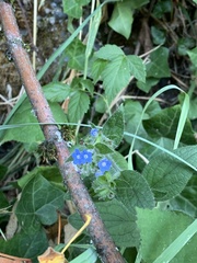 Pentaglottis sempervirens