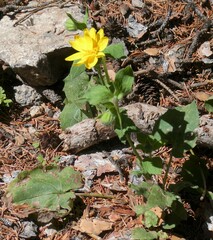 Arnica cordifolia
