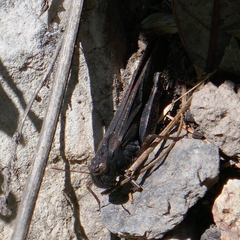 Arphia pseudonietana