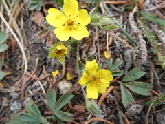 Potentilla gracilis