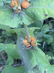 Triosteum aurantiacum