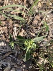 Euphorbia davidii