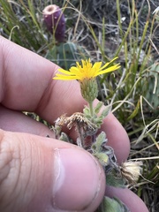 Heterotheca