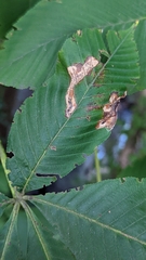 Phytomyza aesculi