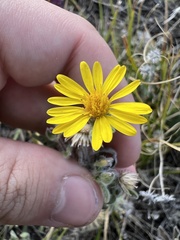 Heterotheca