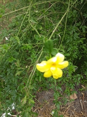 Jasminum mesnyi