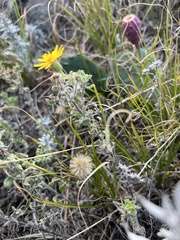 Heterotheca
