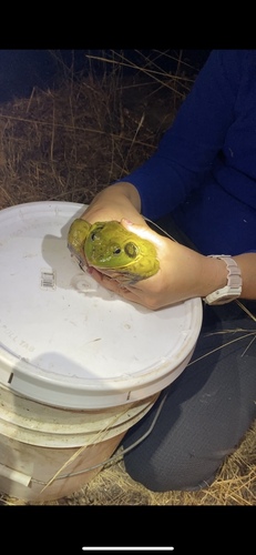 iNaturalist observation photo of American Bullfrog