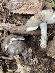 Entoloma medianox