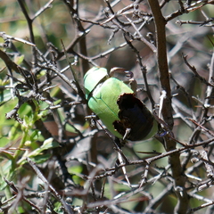 Chrysina beyeri