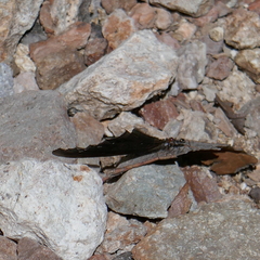 Endiodioctes