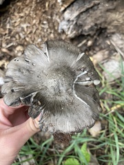 Entoloma medianox