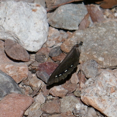 Gyrocheilus patrobas