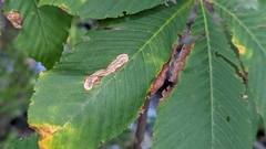 Phytomyza aesculi