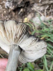 Entoloma medianox