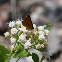 Calephelis arizonensis