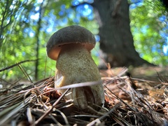 Retiboletus griseus