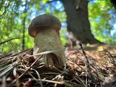 Retiboletus griseus