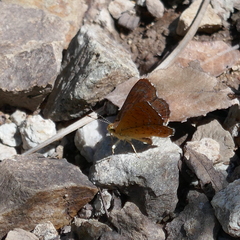 Calephelis arizonensis