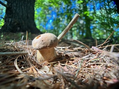 Retiboletus griseus