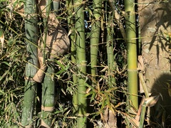 Bambusa