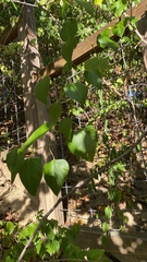 Ampelopsis cordata