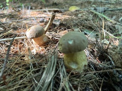 Retiboletus griseus