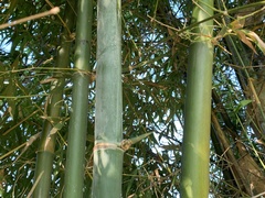 Bambusa