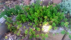 Sedum × rubrotinctum