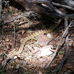 Crotalus molossus molossus