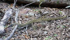 Crotalus molossus molossus