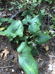 Arnoglossum atriplicifolium