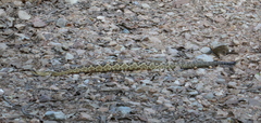 Crotalus molossus molossus