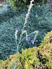 Linaria purpurea