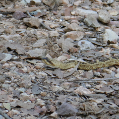Crotalus molossus molossus